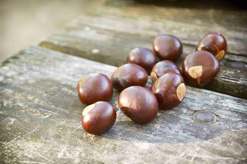 Buckeye Nuts